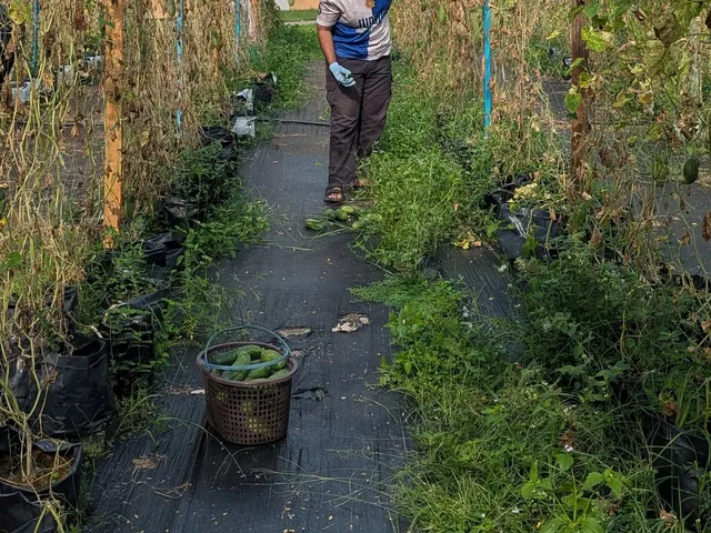 A smiling volunteer scooping soil to fill grow bags at Jauhar Urban Farming