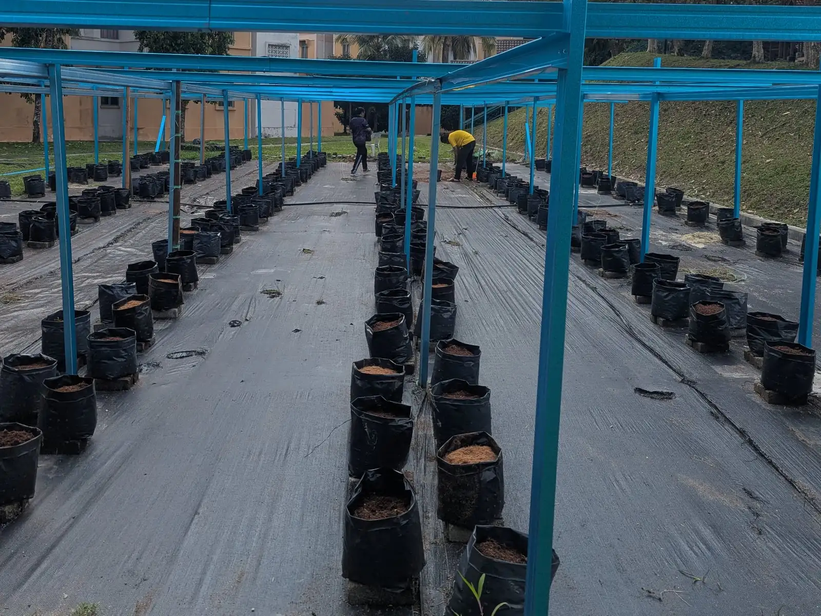 Rows of grow bags freshly filled with coco-peat under the fertigation frame