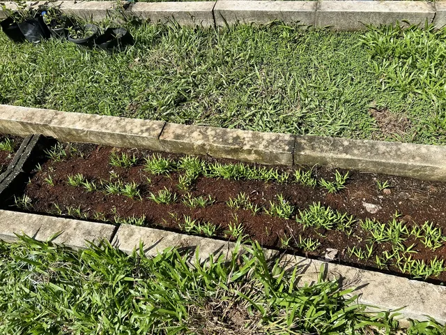 A freshly planted bed of kangkung (water spinach) seedlings breaking through the soil