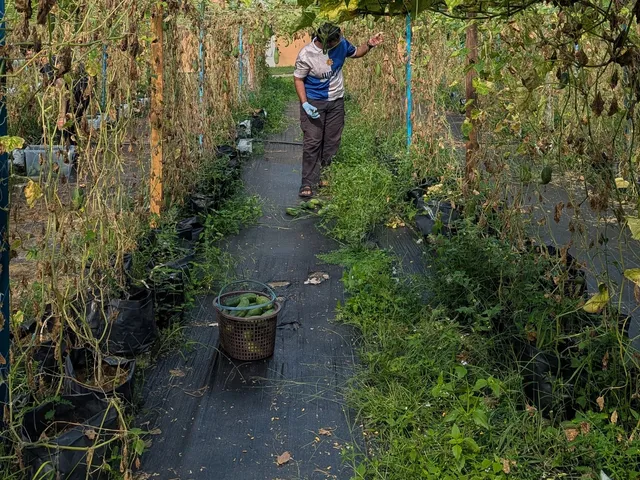 A volunteer picking cucumbers in the vine tunnel, basket ready on the path