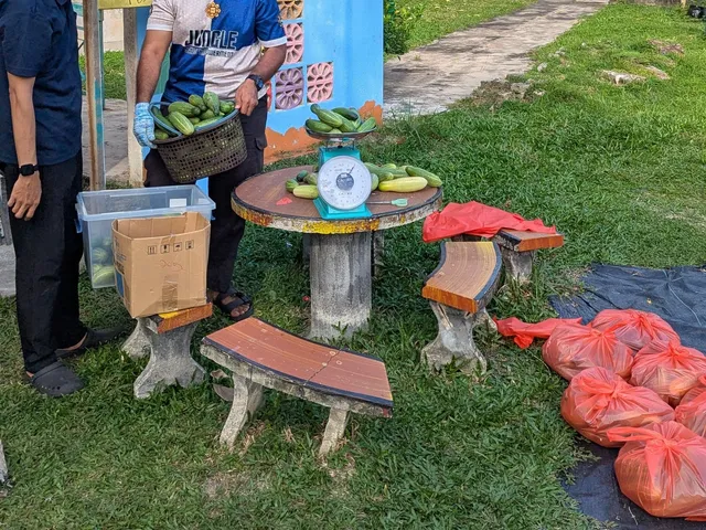 Volunteers weighing and packing freshly harvested cucumbers into bags