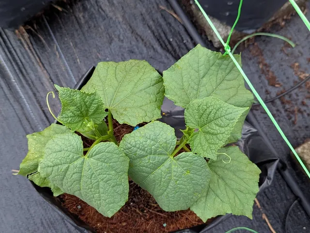 A young cucumber seedling with full leaves growing in its grow bag
