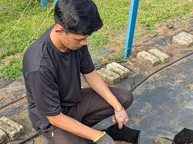 A student volunteer filling a grow bag with coco-peat